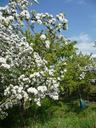 apple-tree-apple-blossom-spring-954159.jpg