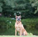 soap-bubbles-dog-trick-672639.jpg