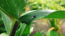 green-plants-insects-flies-fly-422791.jpg