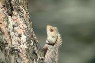 iguana-lizard-maldives-230609.jpg