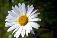 daisy-flower-white-macro-blossom-628547.jpg