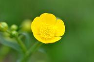 buttercup-plant-weed-752927.jpg