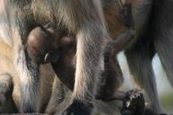 baby-monkey-primate-baby-animals-1062381.jpg