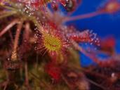 drosera-intermedia-x-rotundifolia-190709.jpg