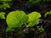 garlic-mustard-leaves-back-light-766129.jpg