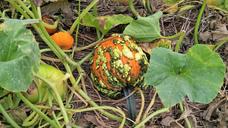 pumpkin-orange-autumn-green-patch-1686377.jpg