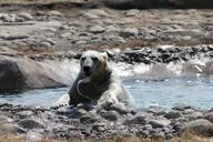 polar-bear-bear-water-play-animal-443203.jpg