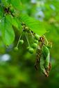 cherries-immature-green-fruits-474303.jpg