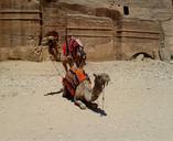 camel-pair-colorful-blanket-saddle-71582.jpg