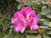 rhododendron-rhododendrons-ericaceae-334792.jpg