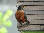 robin-young-robin-young-bird-1056970.jpg