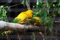 golden-conure-parrots-397267.jpg