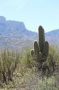 saguaro-desert-landscape-arizona-1335072.jpg