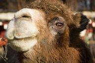 camel-animal-zoo-desert-ship-935615.jpg