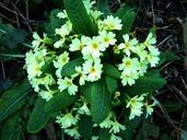 primrose-spring-nature-670713.jpg