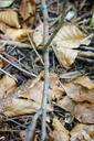 ant-street-dead-wood-leaves-474419.jpg