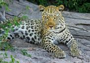 leopard-cat-big-cat-wildcat-515508.jpg