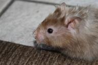 hamster-nager-rodent-animal-close-1574871.jpg