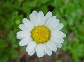 Daisy flower green background.jpg