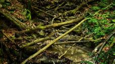 riverbed-bach-branches-aesthetic-1356979.jpg