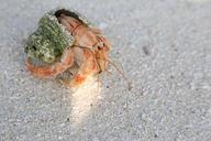 crab-bangaram-island-sea-life-shell-314975.jpg