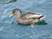 duck-waterfront-wildlife-lake-1240908.jpg