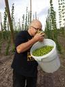 fresh-hops-craft-brewing-local-beer-1145690.jpg