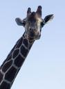 giraffe-eyes-fur-sky-neck-animal-962616.jpg