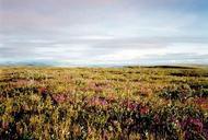 Arctic national wildlife refuge tundra.jpg