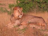 lion-savanna-predator-africa-386765.jpg