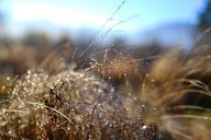 bokeh-impression-autumn-autumn-gold-1038962.jpg