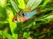 aquarium-fish-cichlid-animals-626548.jpg