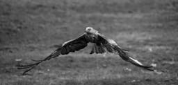 kite-red-bird-raptor-prey-nature-1114271.jpg