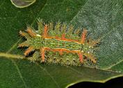 caterpillar-slug-caterpillar-1577900.jpg