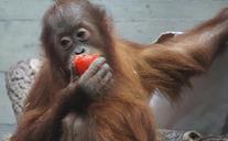 orang-utan-primate-monkey-1464019.jpg