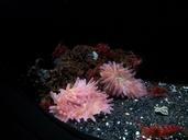 aquarium-insects-shrimp-jellyfish-649012.jpg