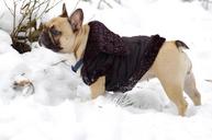 bulldog-snow-jacket-1636364.jpg