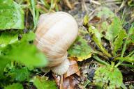 snail-mollusk-shell-nature-spiral-411858.jpg