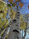 birch-close-up-branch-leaves-252864.jpg