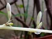 fresh-leaves-branch-green-nature-184776.jpg