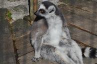 lemur-mammal-cute-madagascar-pet-401083.jpg