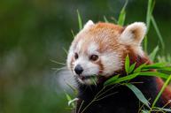 red-panda-little-panda-cute-bamboo-1182078.jpg