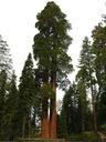 trees-forest-landscape-california-79761.jpg