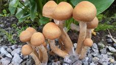 mushroom-fungi-nature-forest-soil-392924.jpg