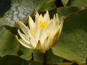 water-lily-lily-pond-water-nature-539063.jpg