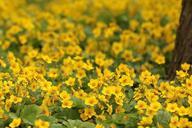 flowers-buttercup-flower-meadow-722800.jpg