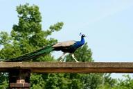 peacock-bird-feather-zoo-406261.jpg