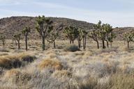 Joshua_trees_along_Park_Boulevard.jpg