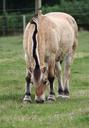 norwegian-fjord-horse-fjordinger-185249.jpg