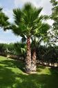 palm-tree-plant-palm-tree-499870.jpg